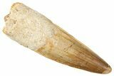 Fossil Spinosaurus Tooth - Real Fossil Tooth #372922-1